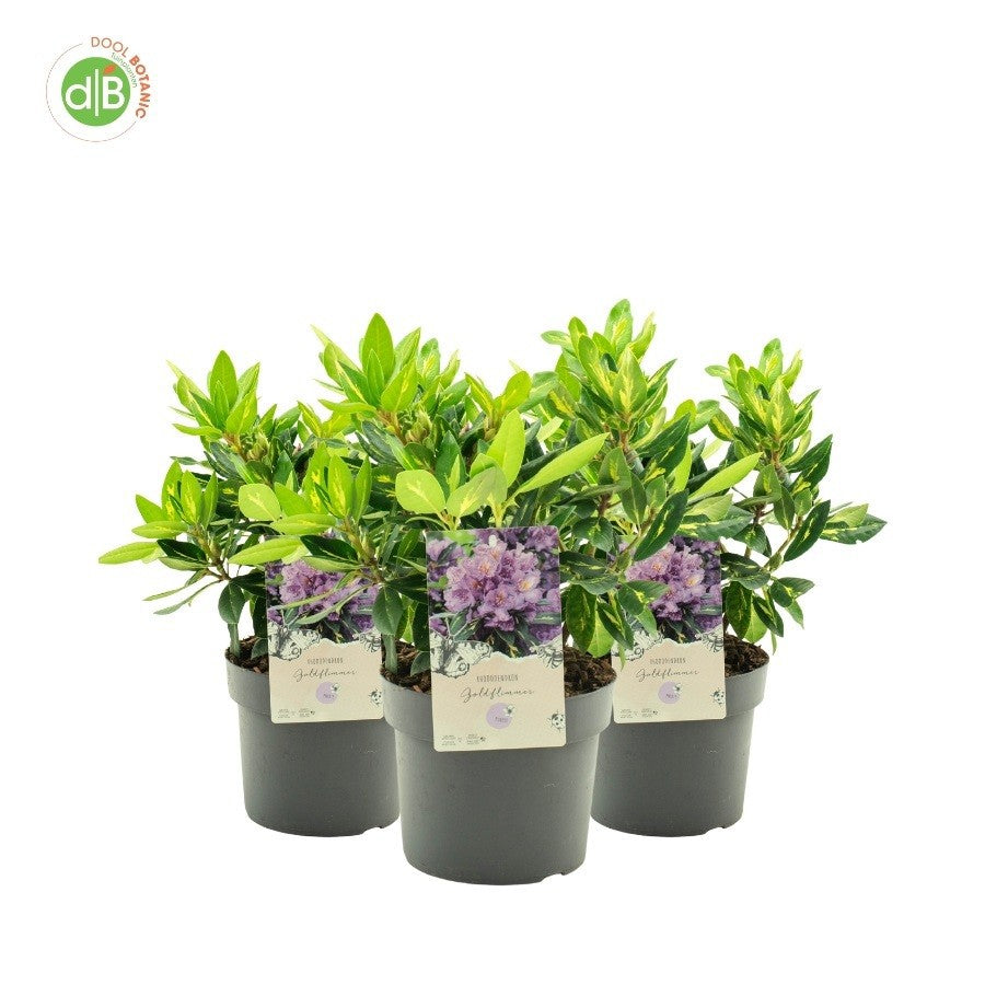 Rhododendron Goldflimmer 25cm 19cm Pot