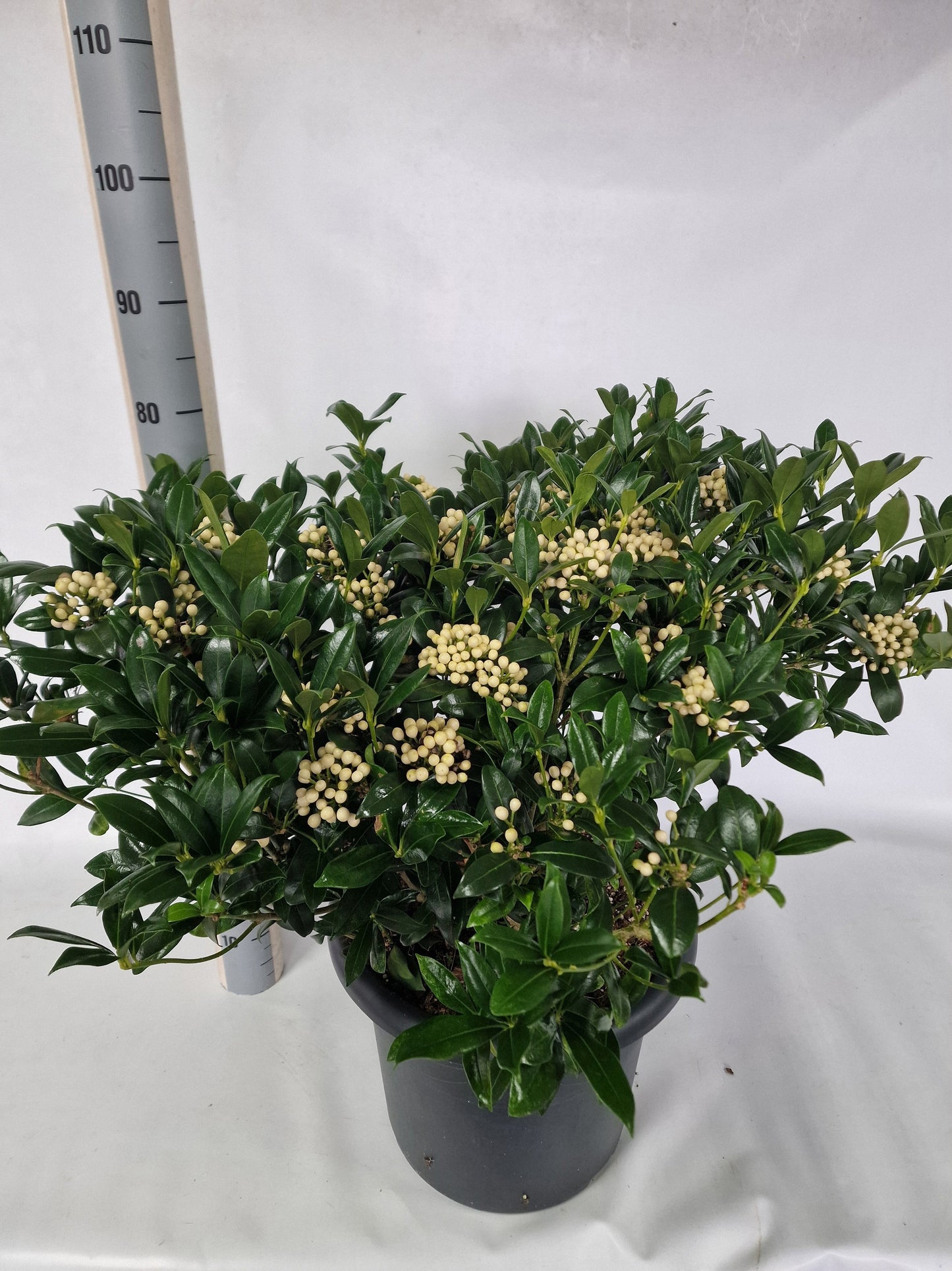 Eijk Skimmia's, Perry van Skimmia japonica Kew White Pack of 1