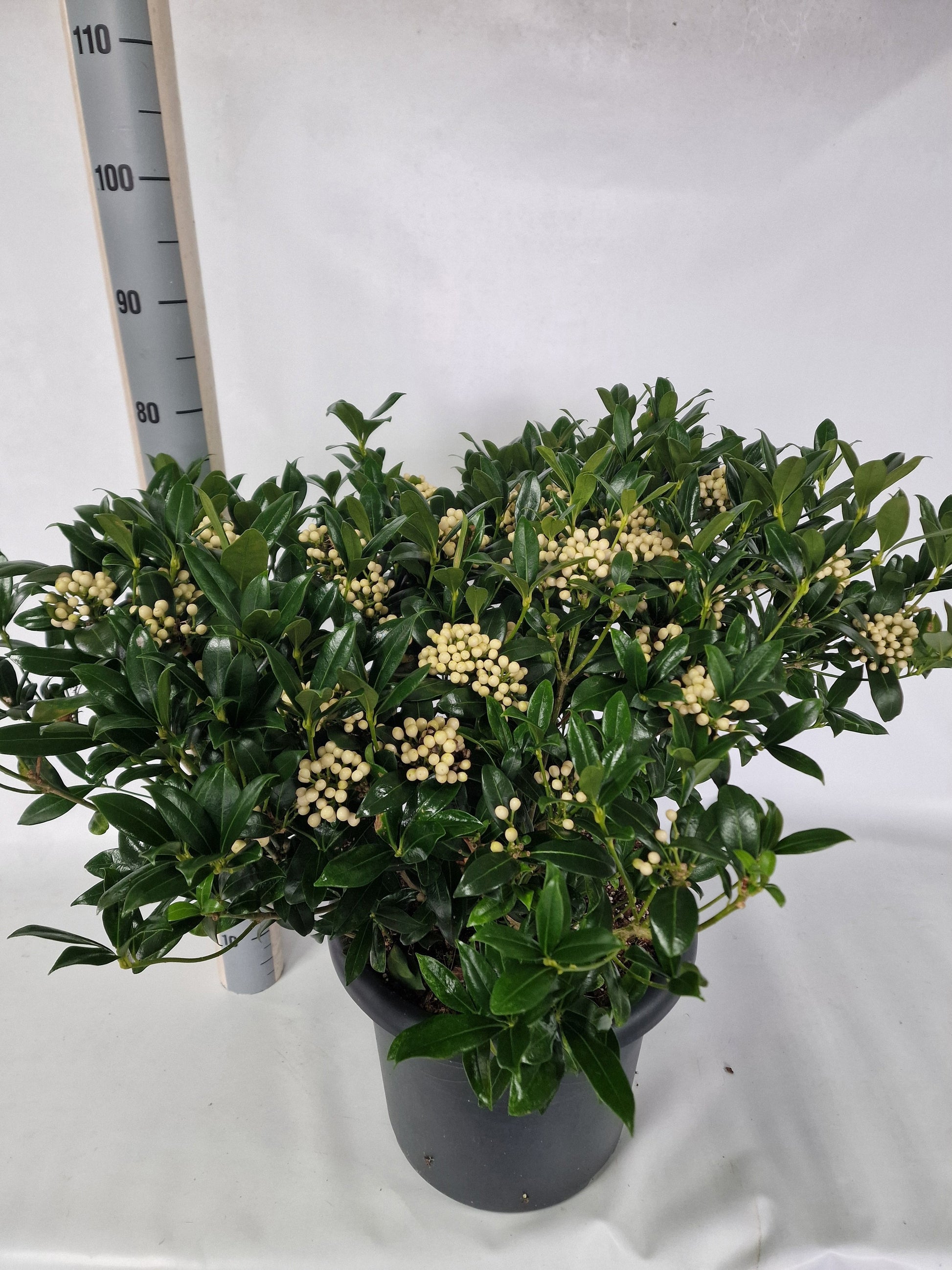 Eijk Skimmia's, Perry van Skimmia japonica Kew White Pack of 1