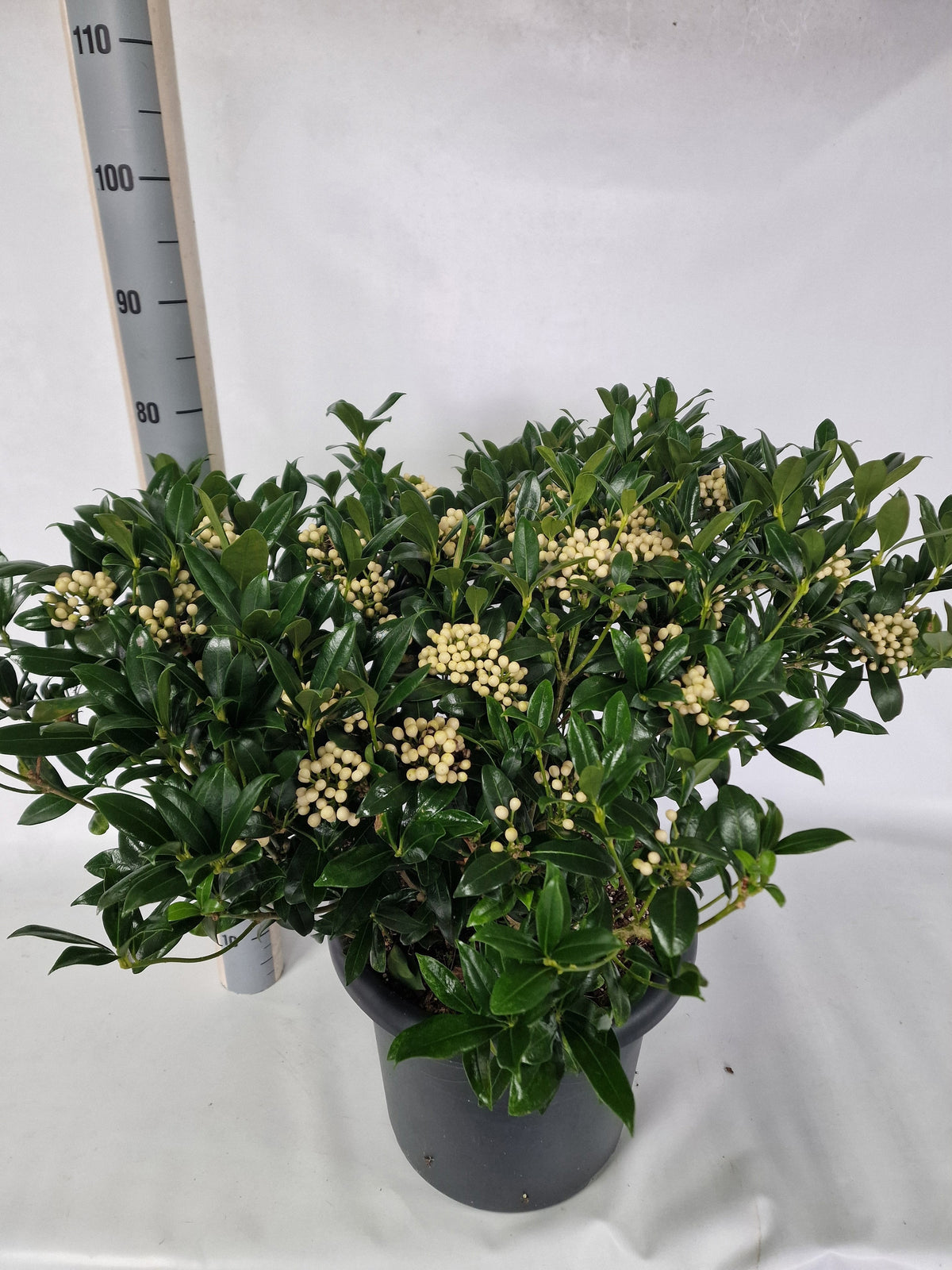 Skimmia japonica Kew White 80cm 40cm Pot