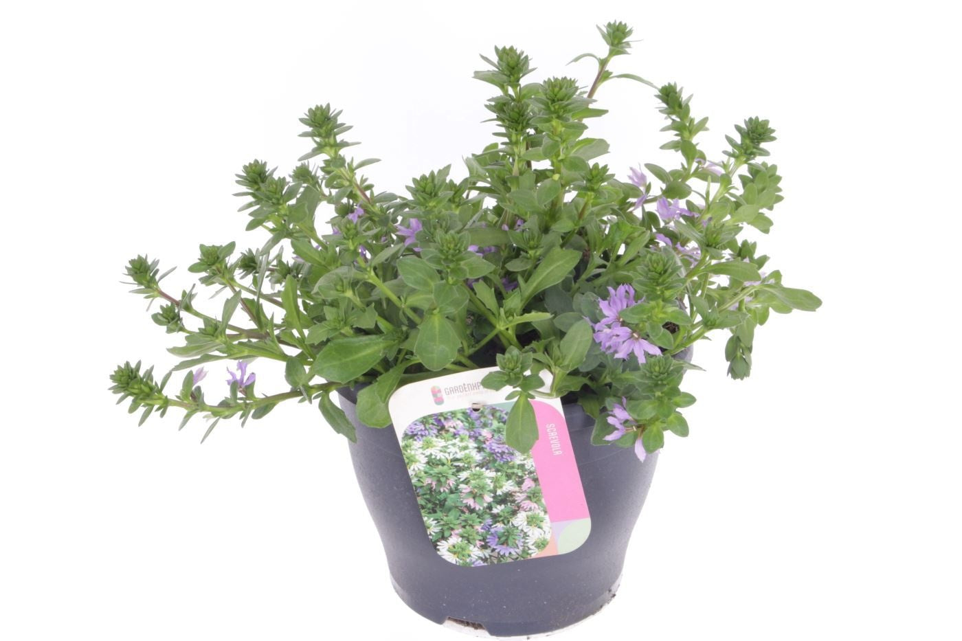 Scaevola Blue Touch 40cm 23cm Pot