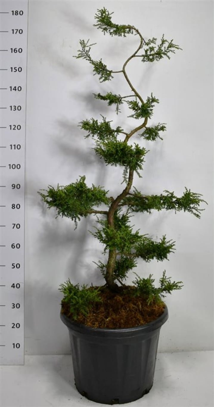 Juniperus Repanda 180cm 48cm Pot
