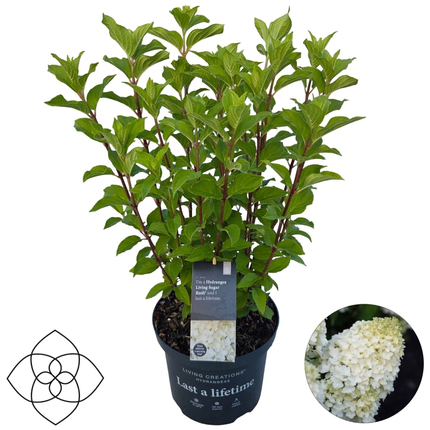 Hydrangea pan. Living Sugar Rush 65cm 23cm Pot