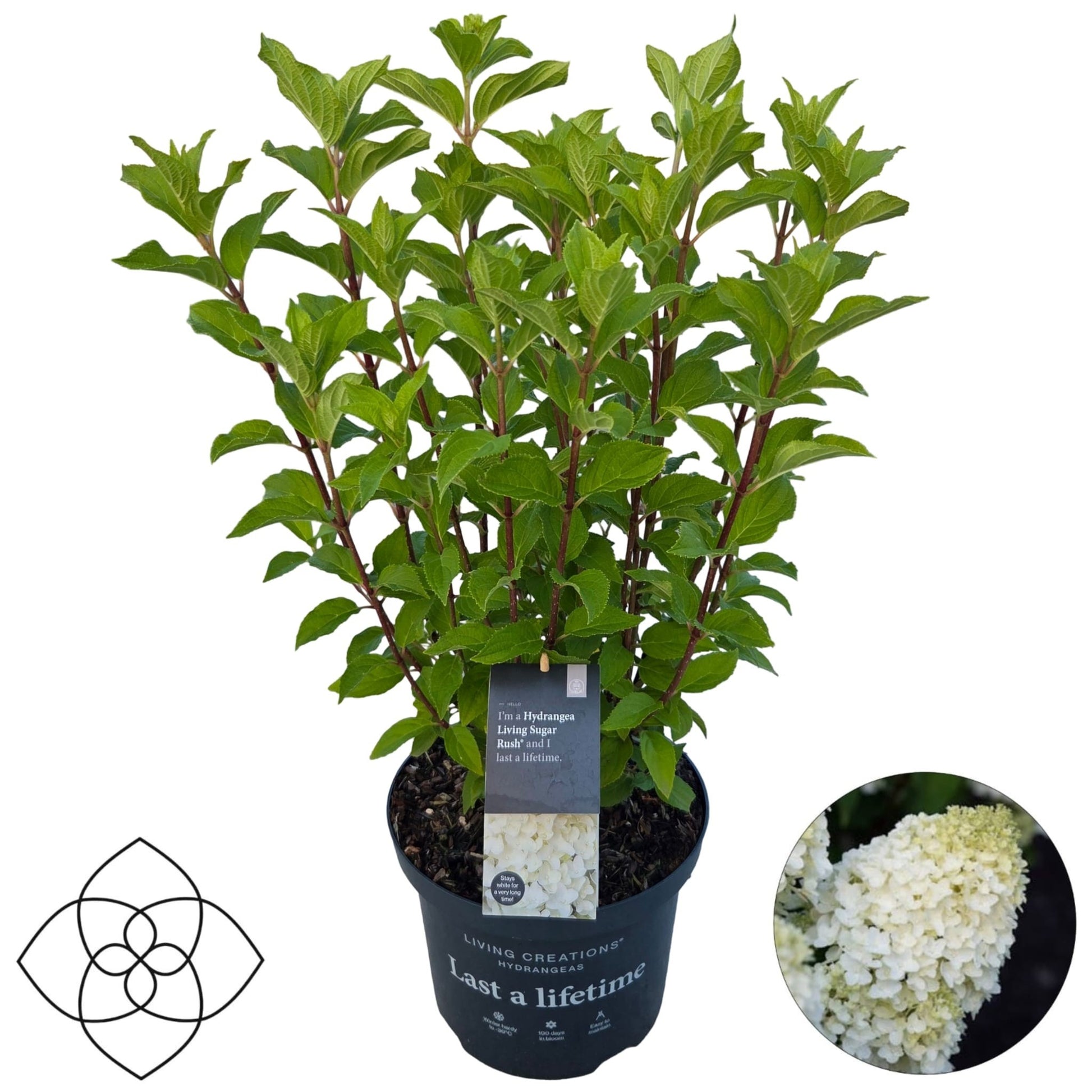 Hydrangea pan. Living Sugar Rush 65cm 23cm Pot