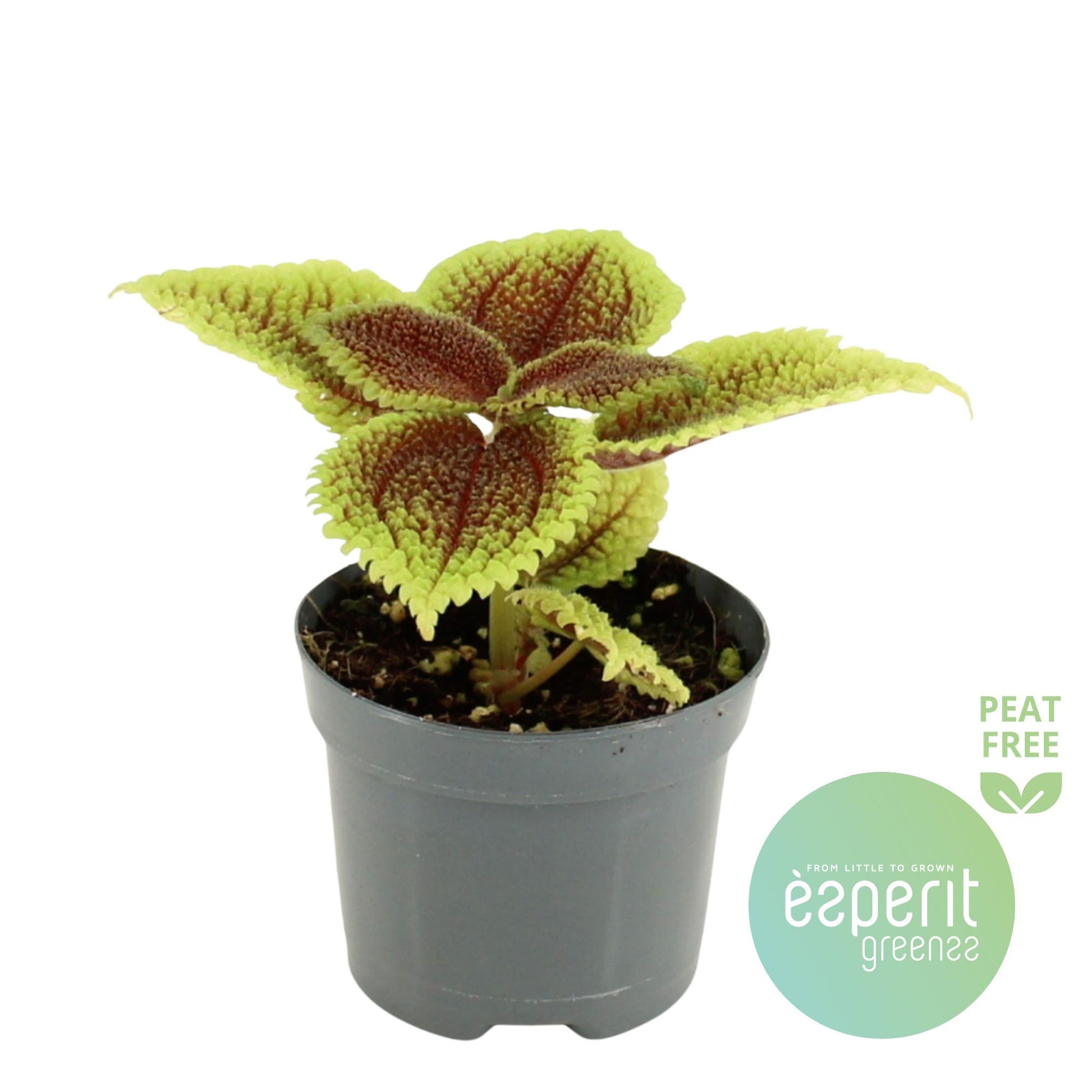 Pilea Moon Valley 15cm Special Pot (508)