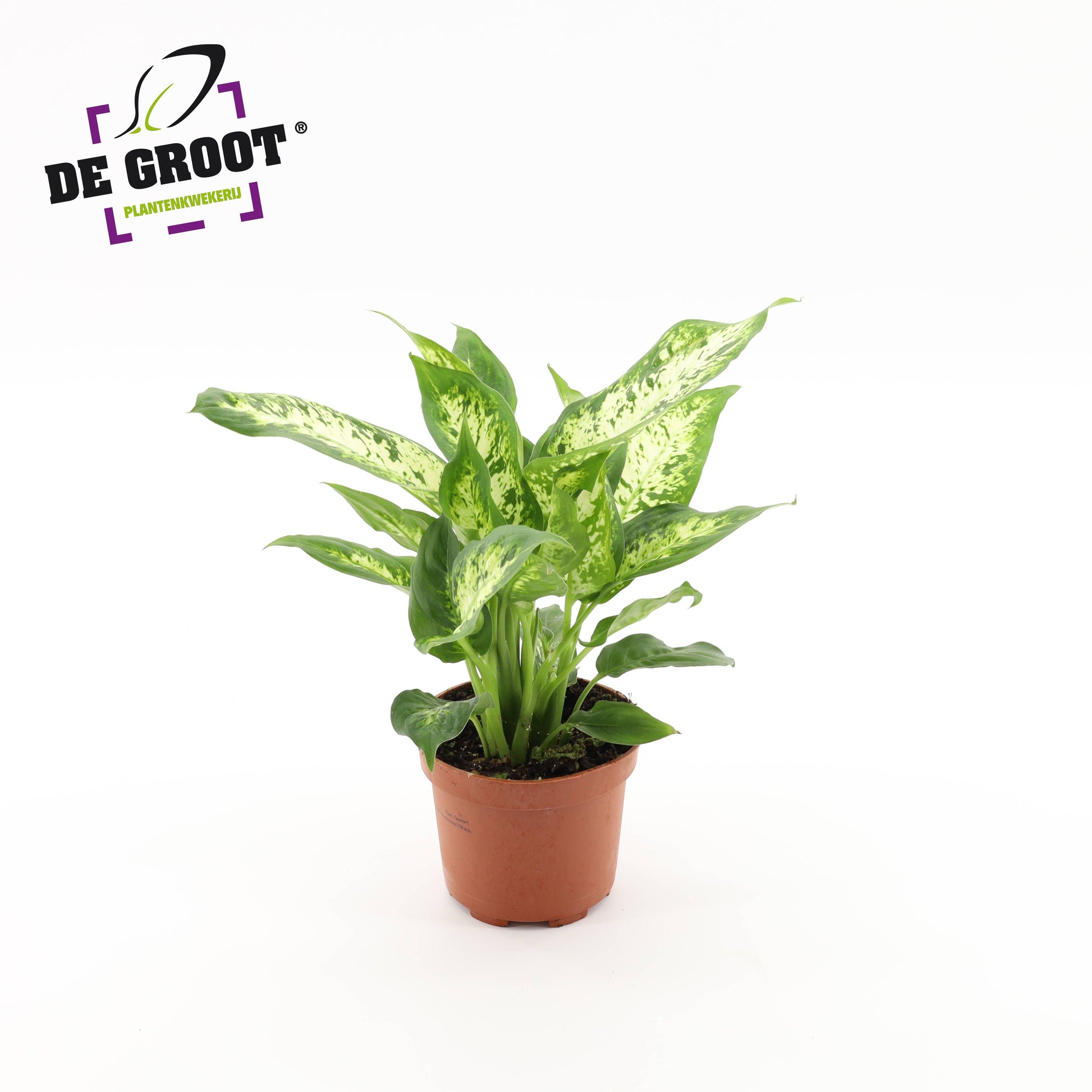 Dieffenbachia Compacta 30cm 12cm Pot