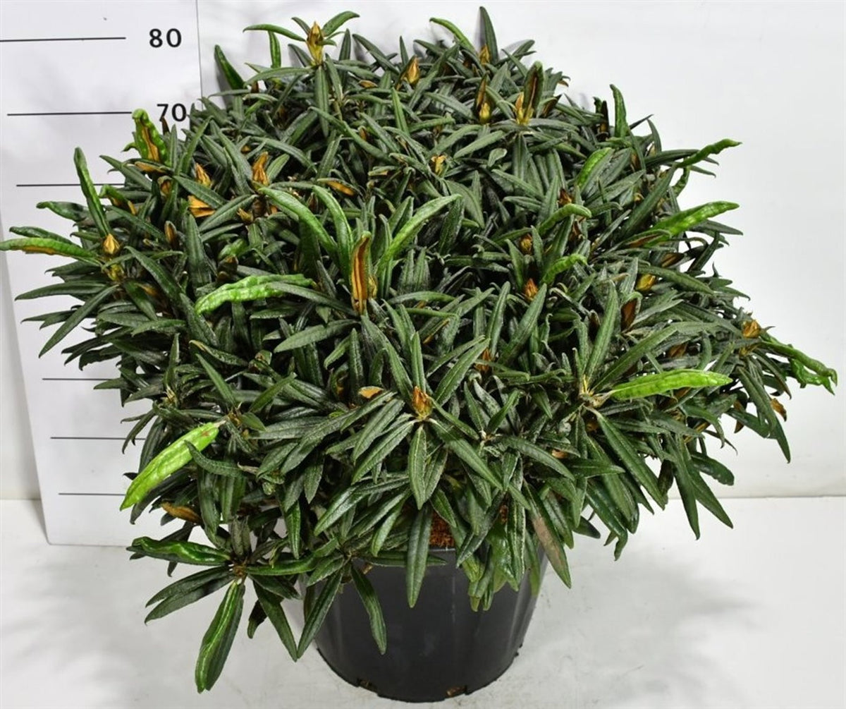 Rhododendron hippophaeoides 80cm 40cm Pot