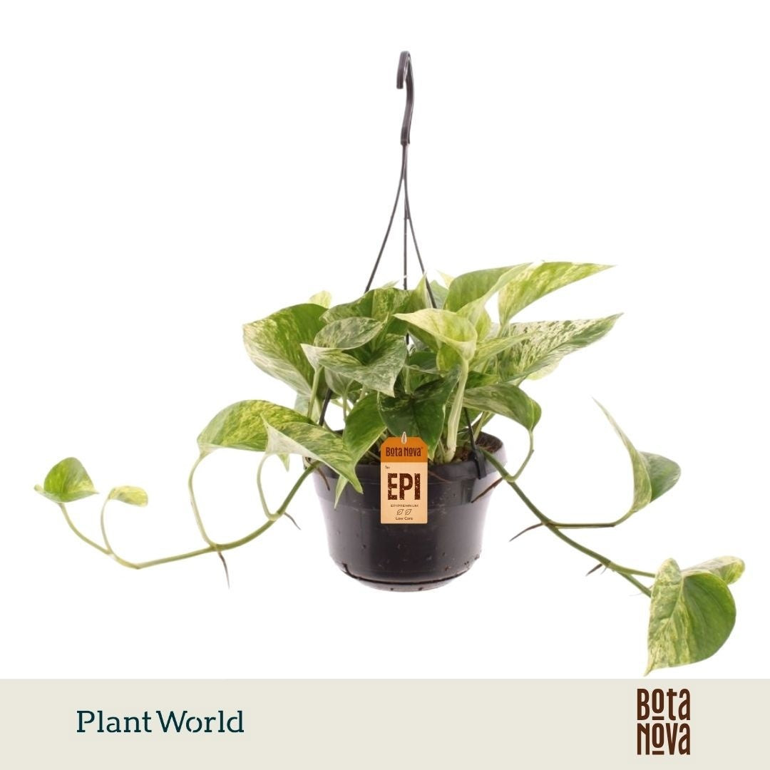 Epipremnum pinnatum Marble Queen Hanging pot 40cm 15cm Pot