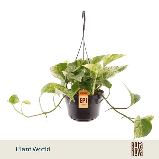 Epipremnum pinnatum Marble Queen Hanging pot 40cm 15cm Pot