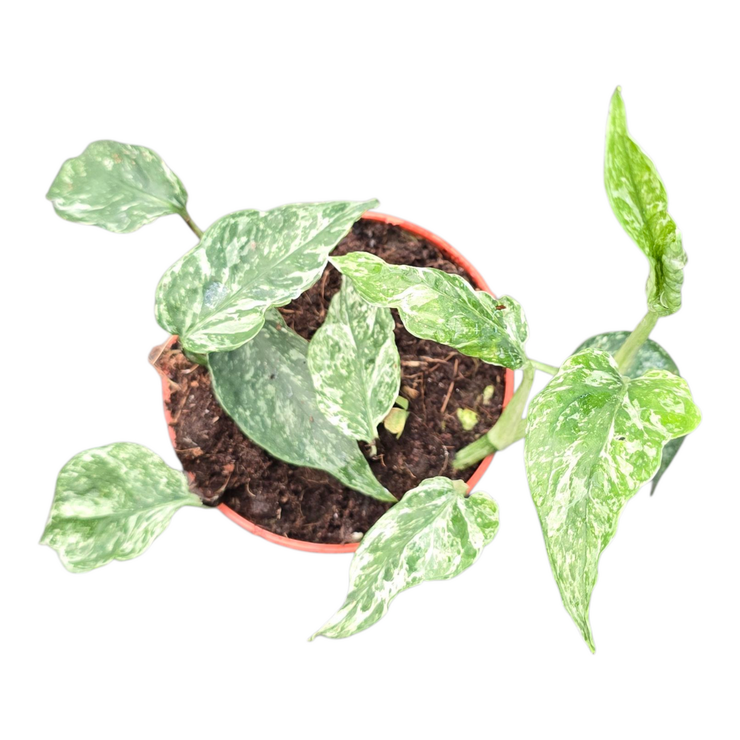 Epipremnum 20cm 9cm Pot