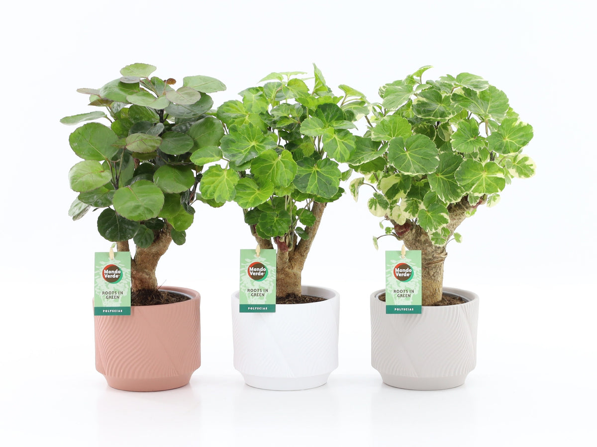 Polyscias mix 40cm 13cm Pot
