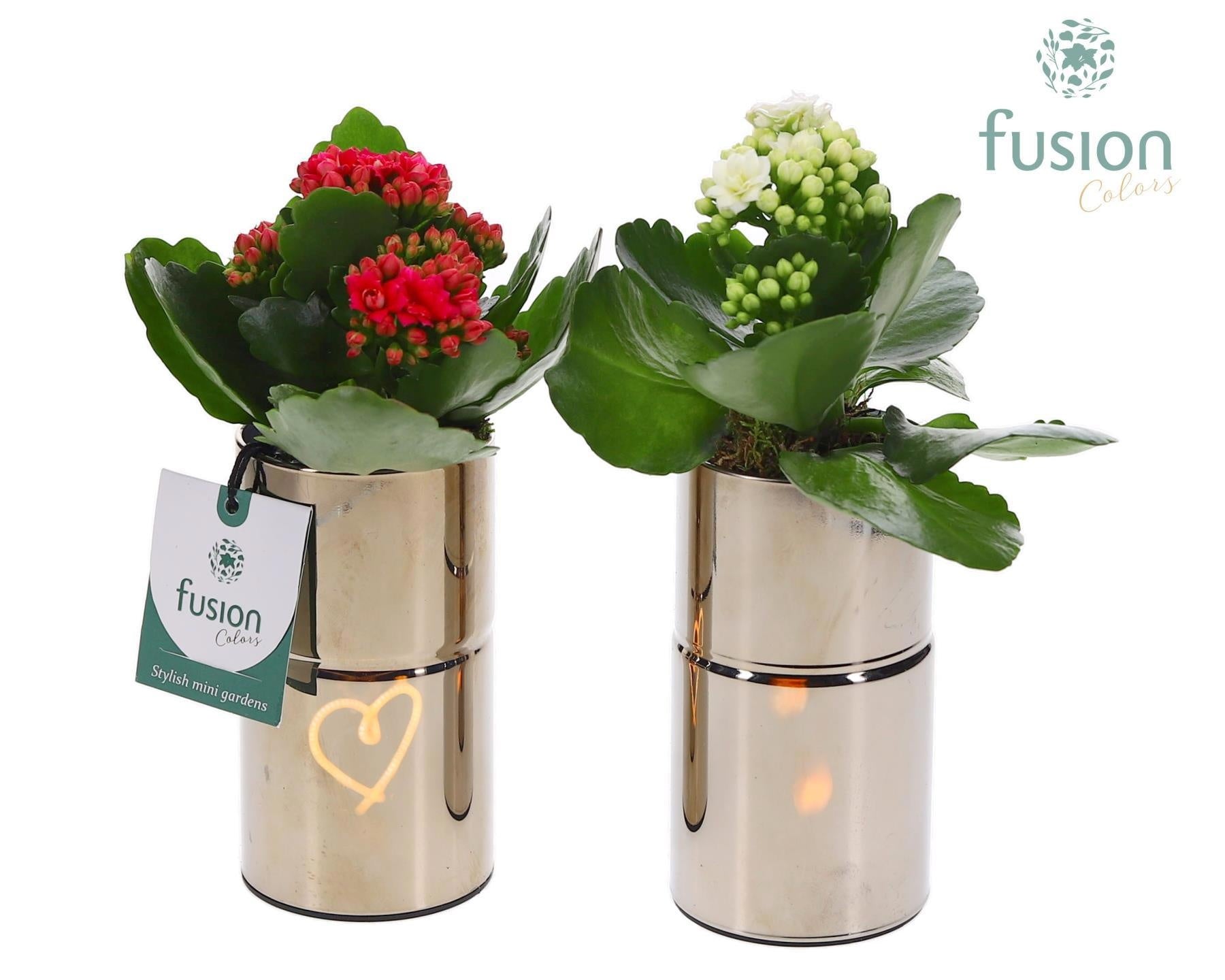 Fusioncolors BV Glas LED tube planter met Kalanchoe Pack of 14