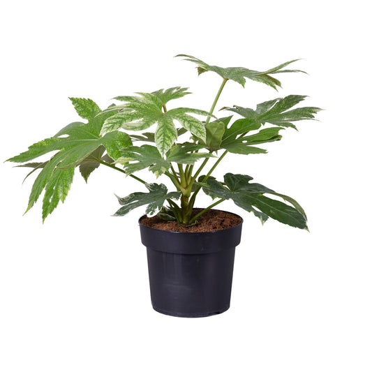 Fatsia jap. Spiders Web 35cm 17cm Pot