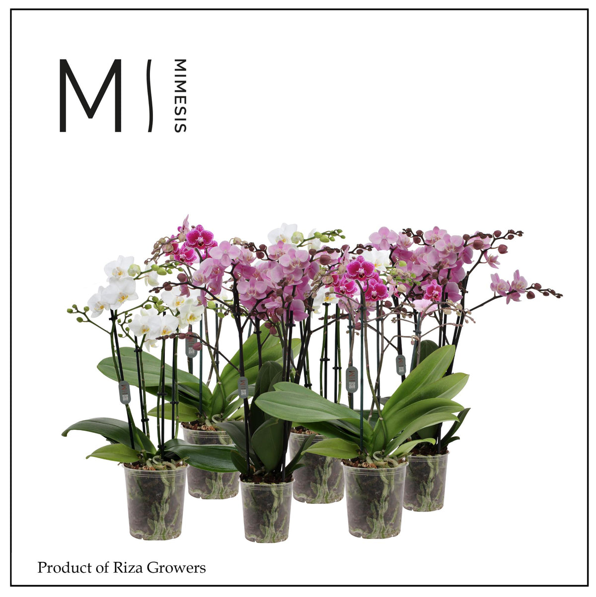 Phalaenopsis mix 50cm 12cm Pot
