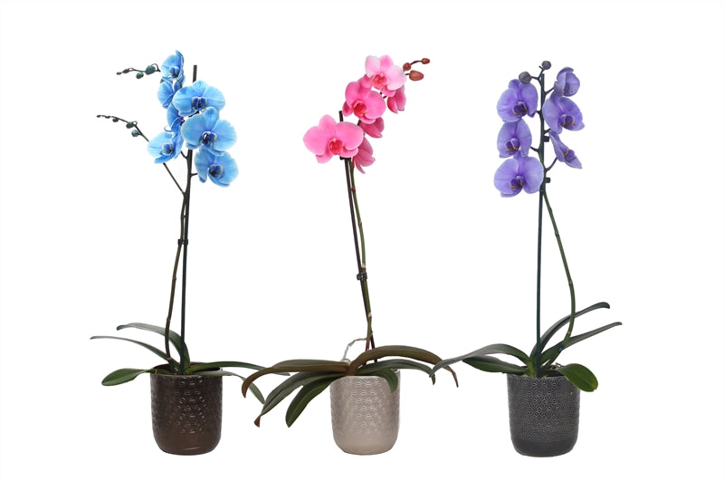 Phalaenopsis Hybrid 55cm 12cm Pot