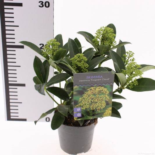 Skimmia japonica Fragrant Cloud 15cm 10.5cm Pot