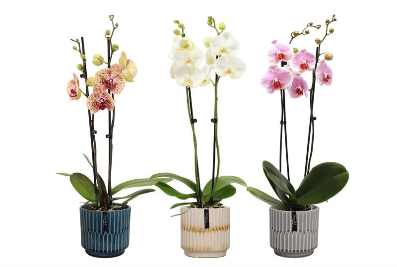 Phalaenopsis mix 55cm 12cm Pot