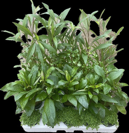 Aquarium plant mix 10cm 5cm Pot