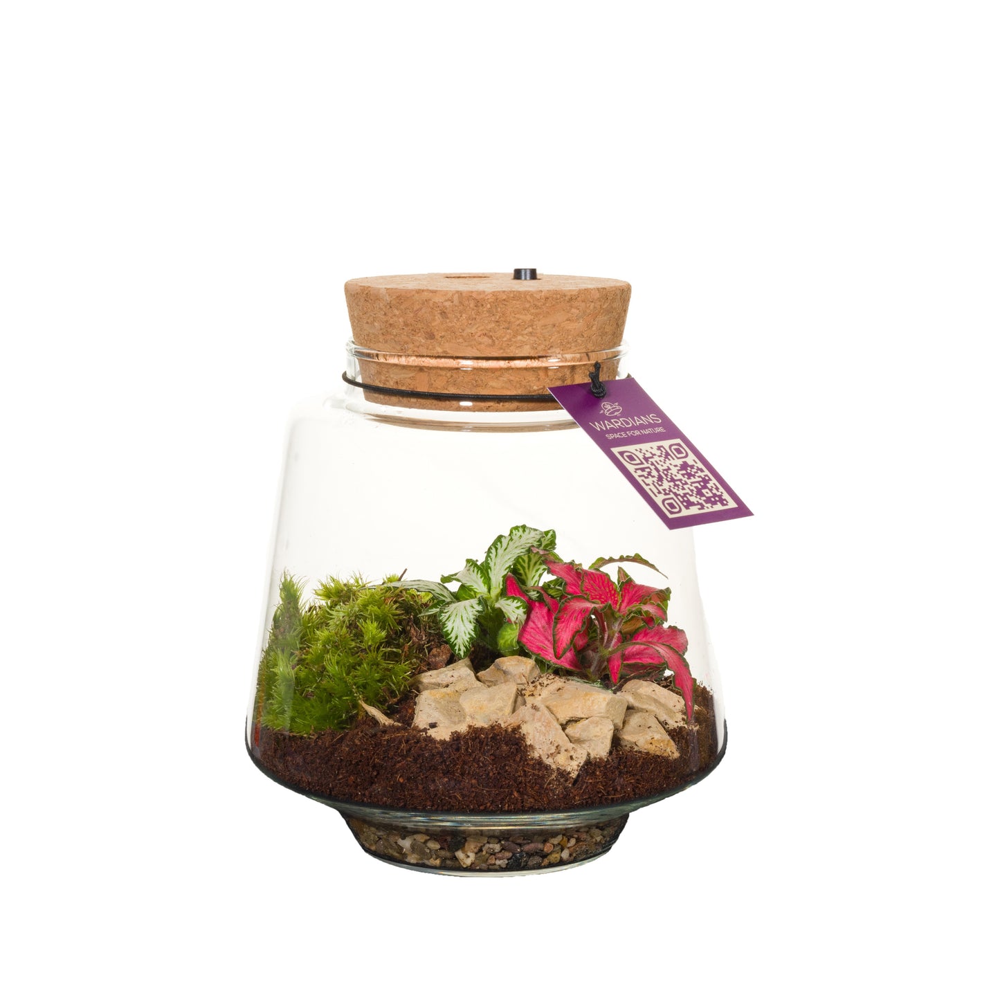 Wardians Wardians Terrarium - Mercurius small + LED (rechargeable USB-C) Pack of 6