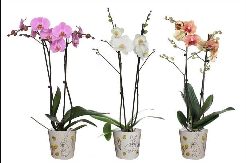 Phalaenopsis mix 55cm 12cm Pot