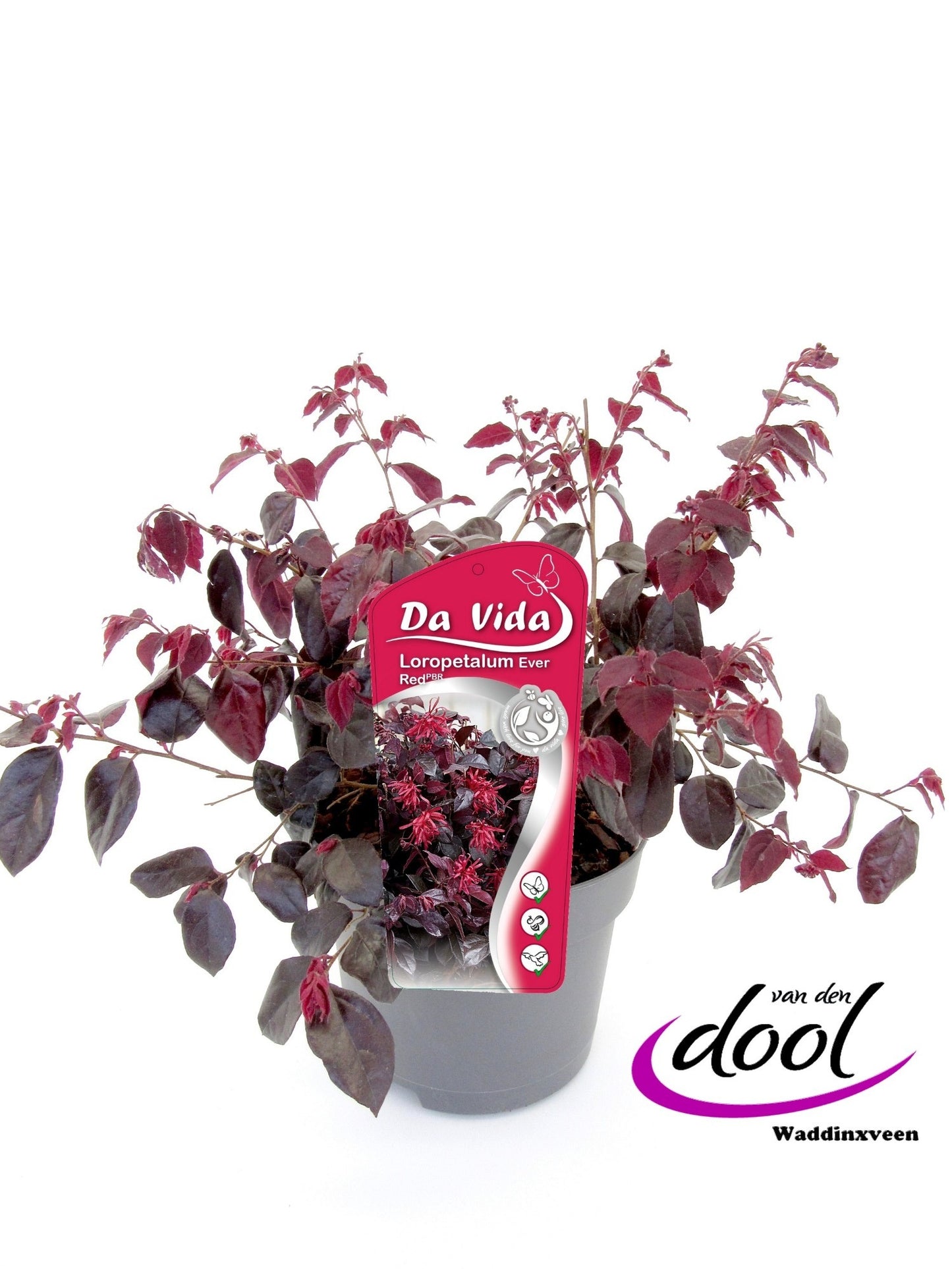 Loropetalum chinense 30cm 19cm Pot