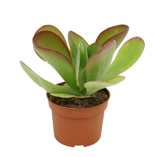 Kalanchoe thyrsiflora Red Lips 17cm 10.5cm Pot