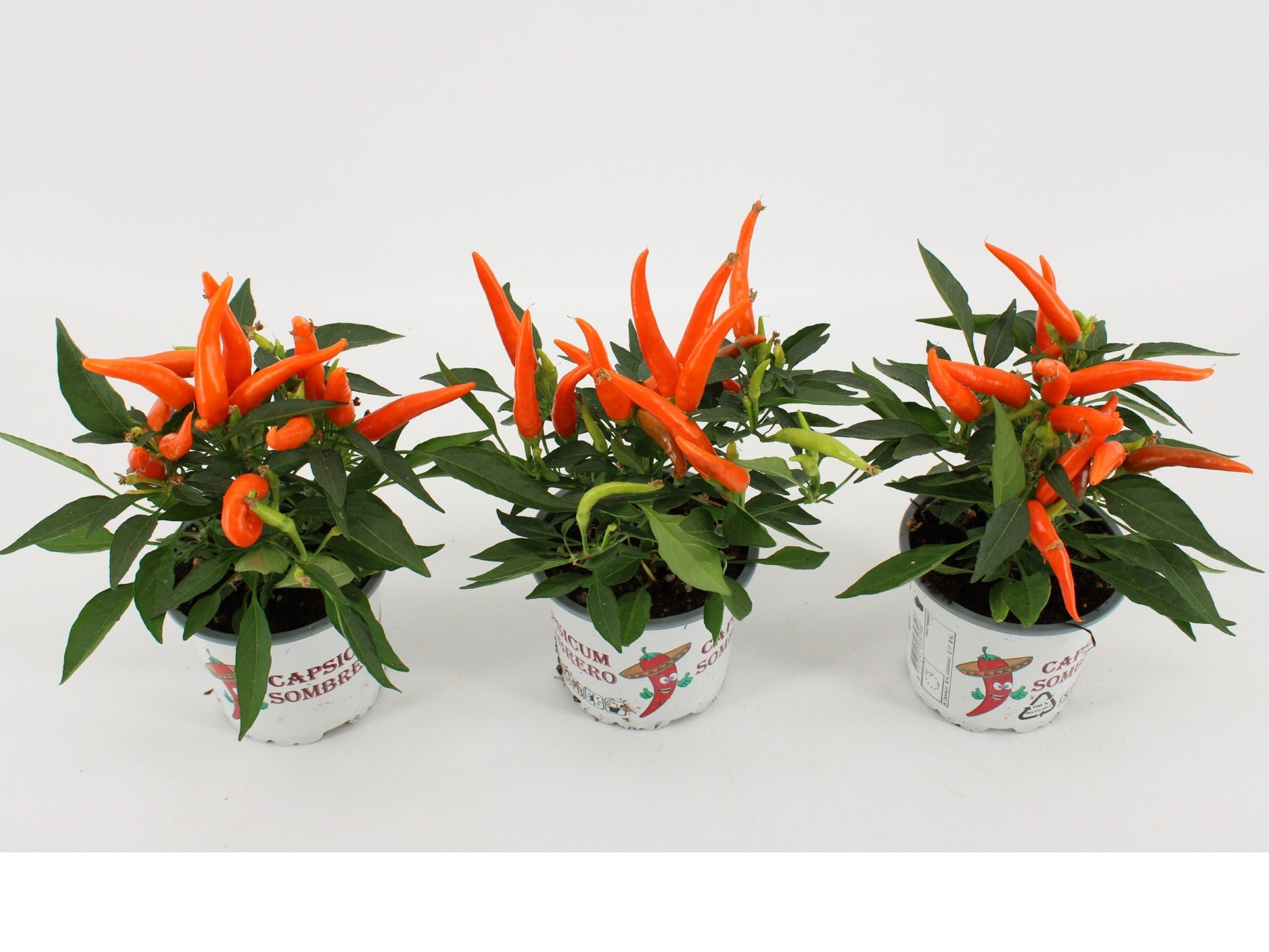 Capsicum ann. Hup Hup 25cm 510cm Pot