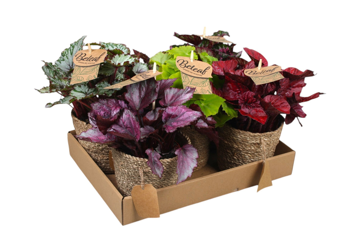 Begonia Beleaf mix 25cm 12cm Pot