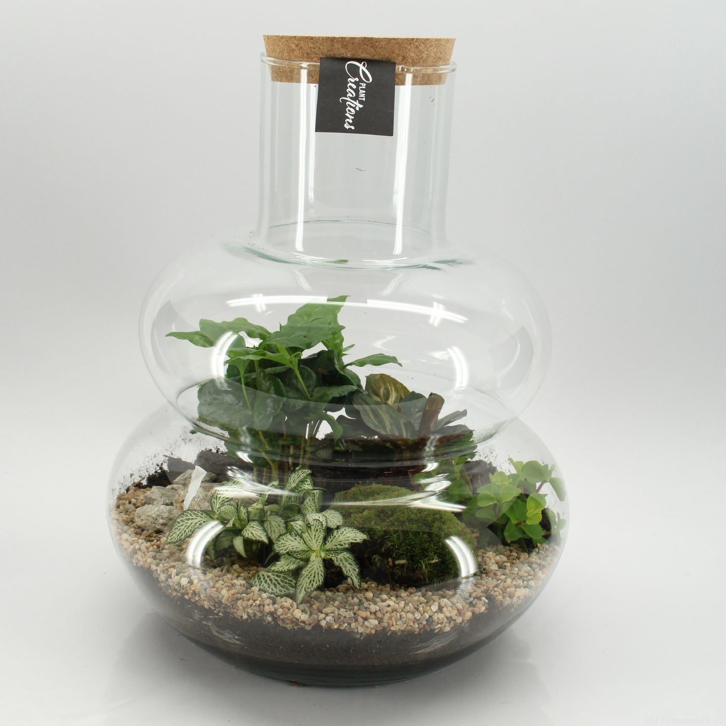 GRCR-2653 Green Essentials terrarium 37cm 29cm Pot