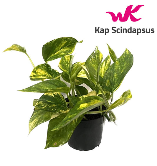 Kap Scindapsus Epipremnum pinnatum Hicolor Pack of 10