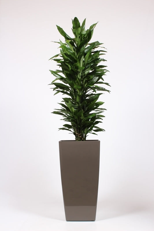 Dracaena frag. Janet Lind 200cm 40cm Pot