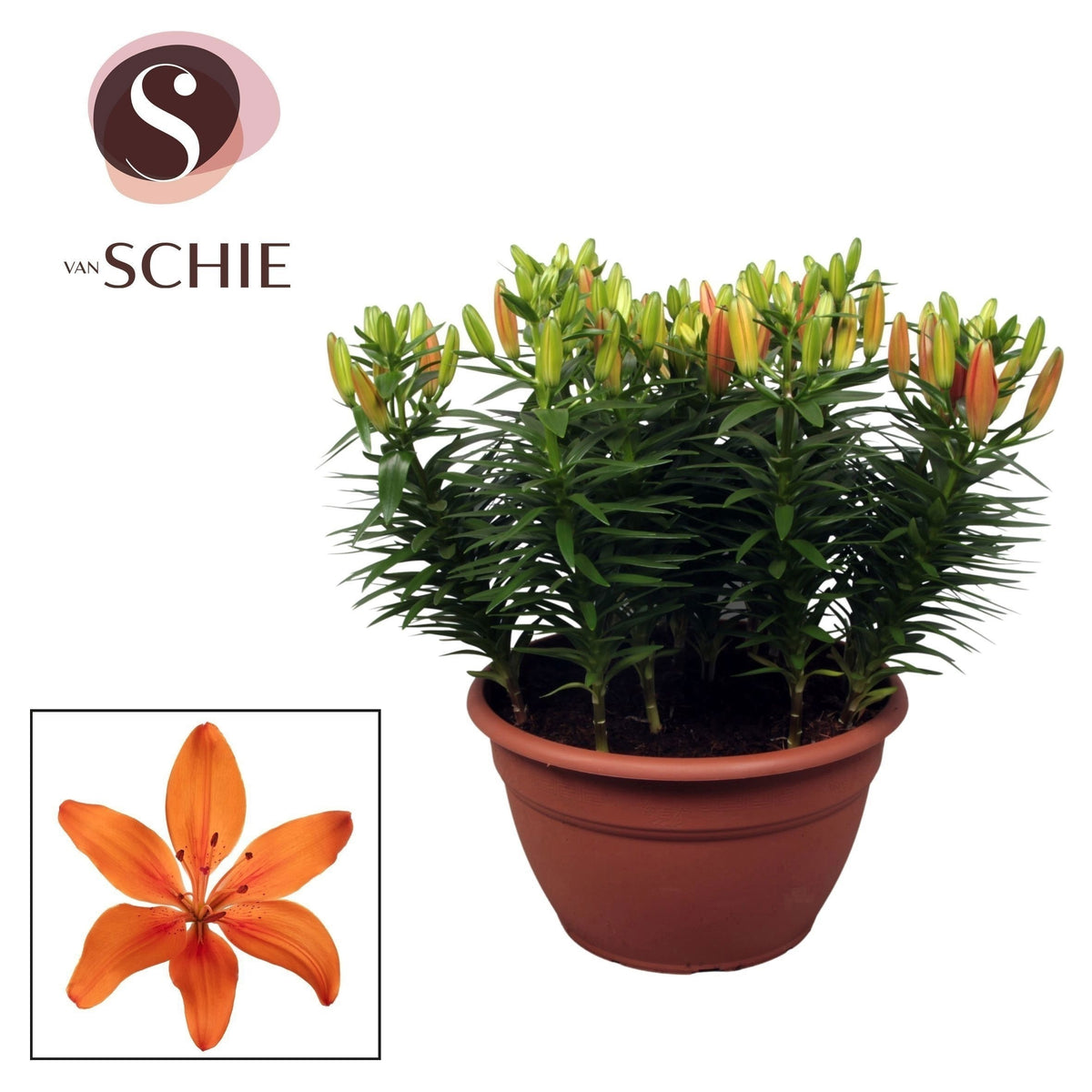 Lilium az. Orange Matrix 45cm 35cm Pot