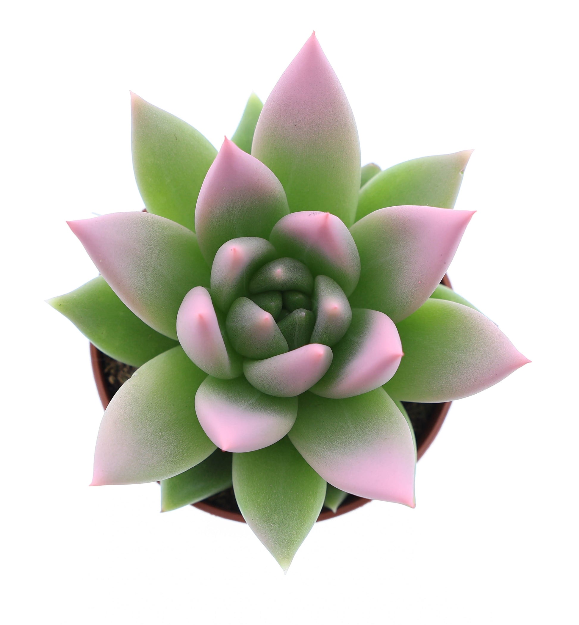 Miranda tips rose 8cm 505cm Pot