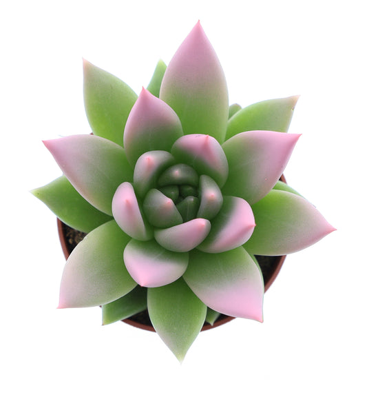 Miranda tips rose 8cm 505cm Pot