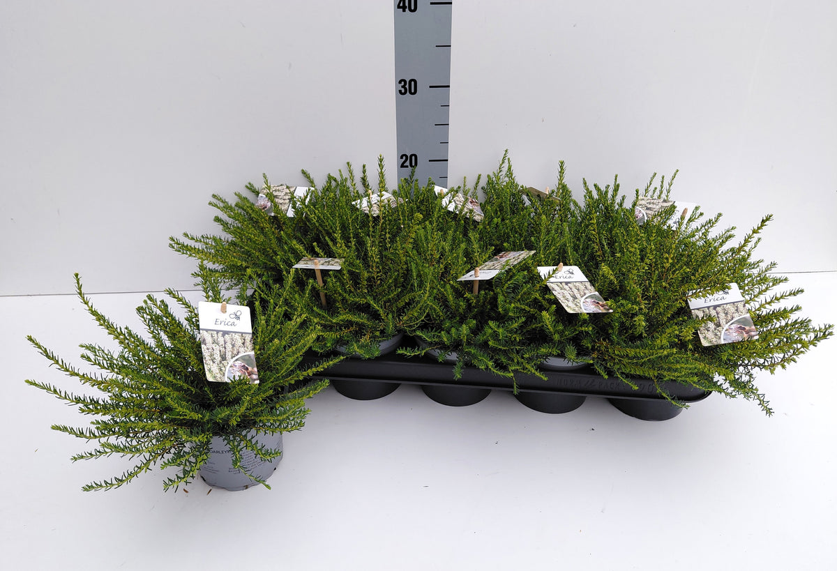 Erica Silberschmelze 20cm 12cm Pot