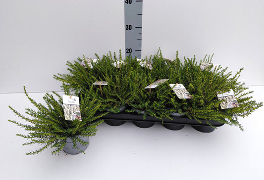 Erica Silberschmelze 20cm 12cm Pot