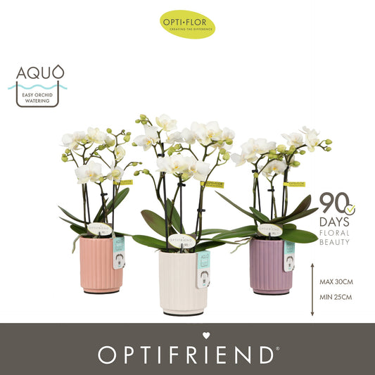 Phalaenopsis multiflora white 25cm 7cm Pot