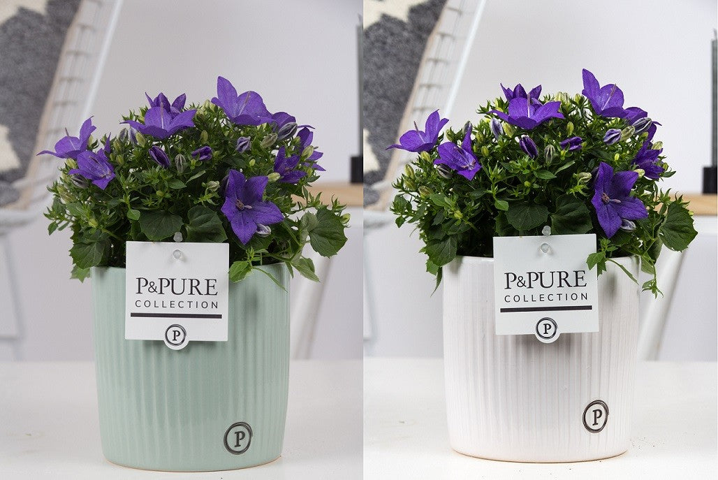 Campanula Napoli 22cm 15cm Pot
