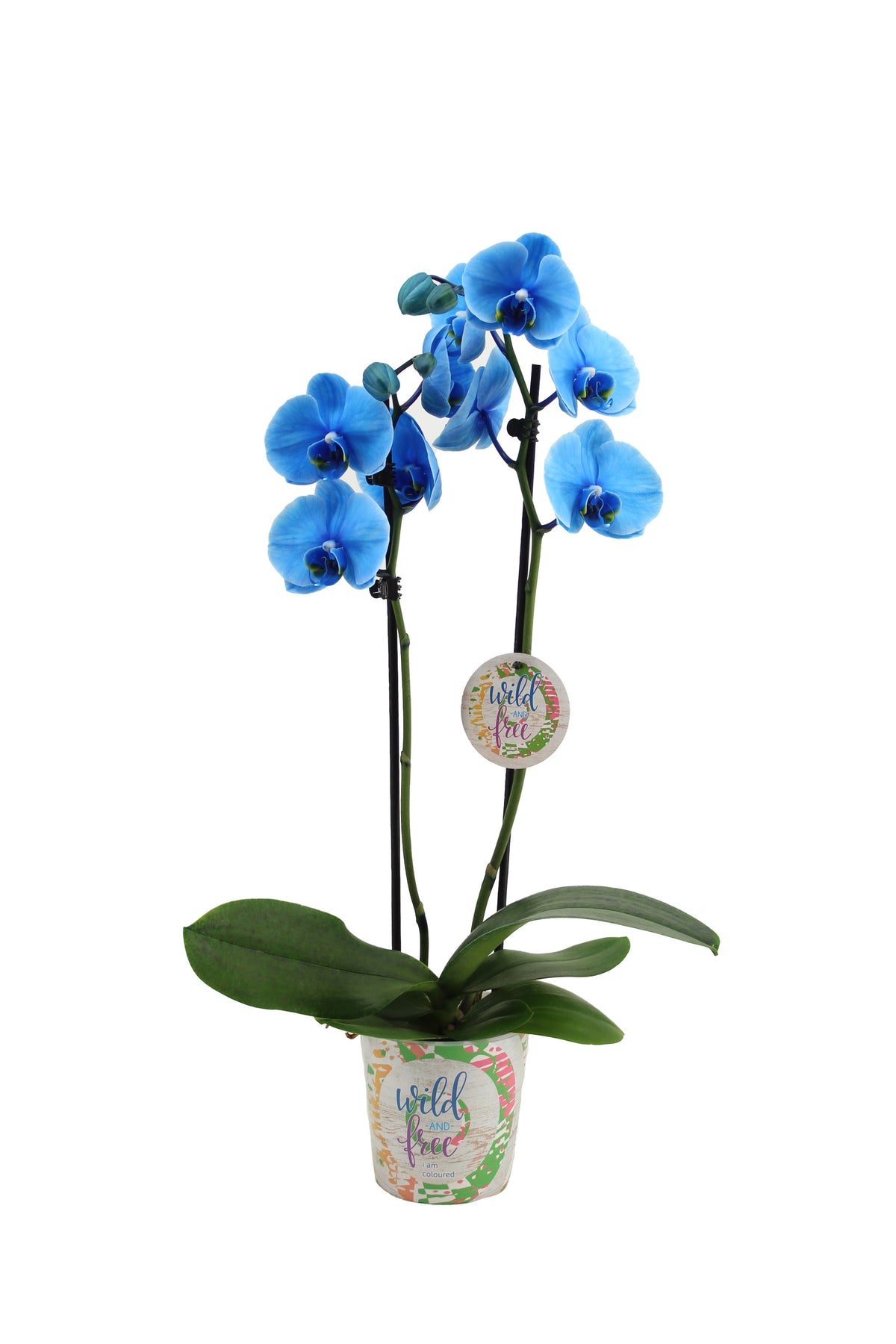 Phalaenopsis I Am Blue 55cm 12cm Pot
