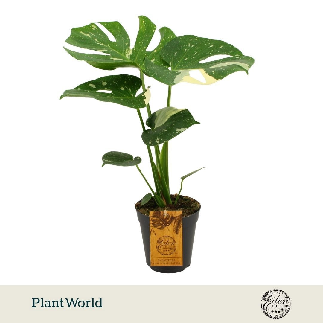 Monstera Thai Constellation 50cm 15cm Pot