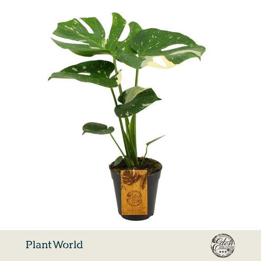 Monstera Thai Constellation 50cm 15cm Pot