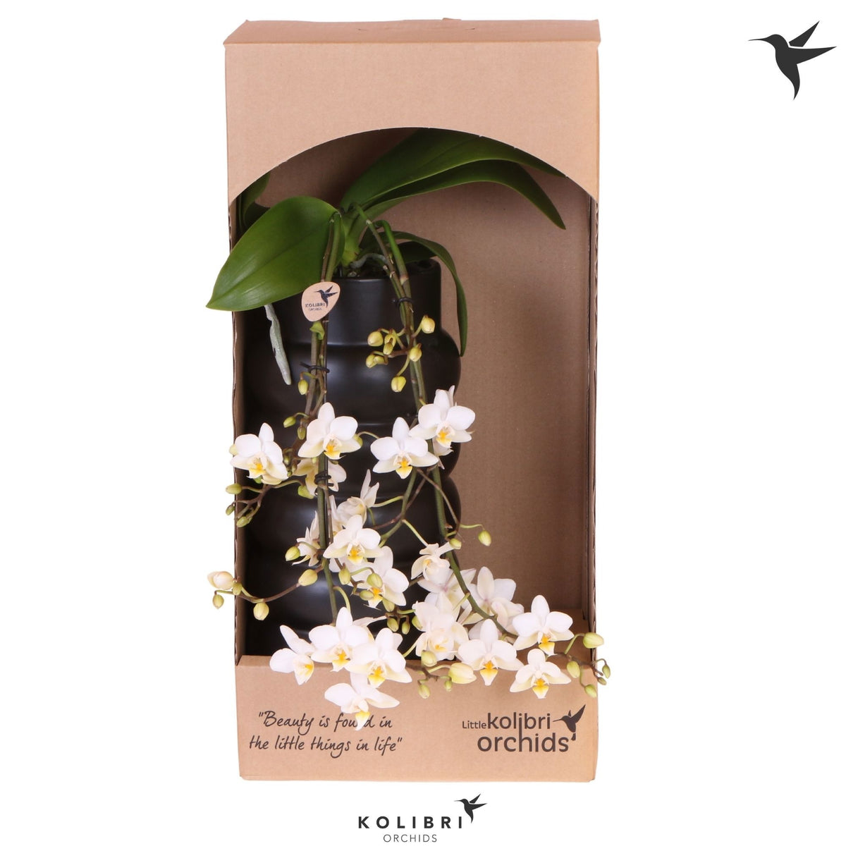 Phalaenopsis multiflora white 40cm 9cm Pot