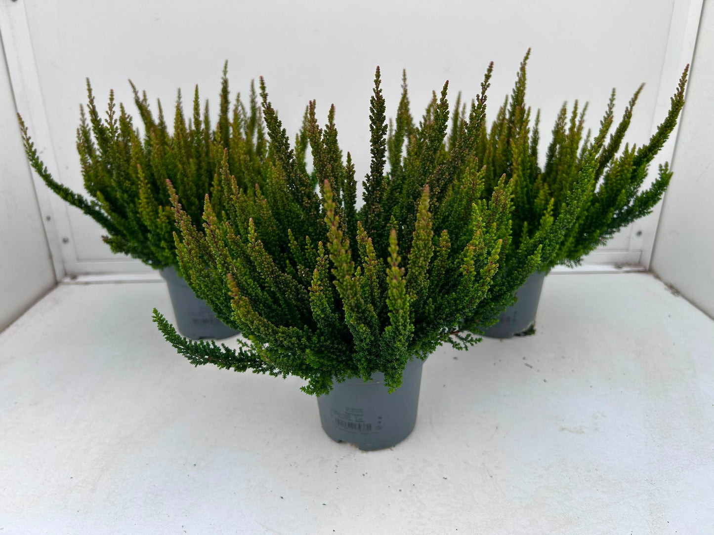 Gartenbau Janshen Gbr Calluna Skyline Pretoria Pack of 8