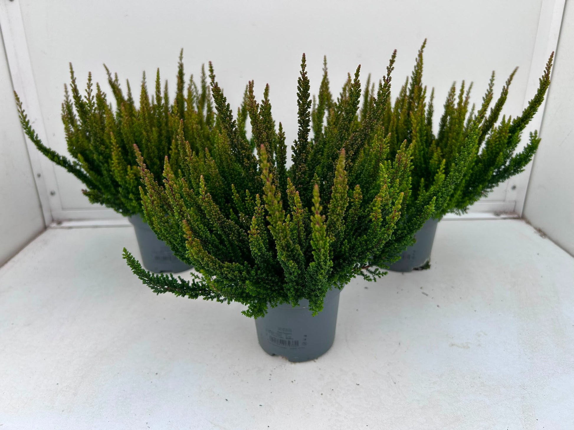 Gartenbau Janshen Gbr Calluna Skyline Pretoria Pack of 8