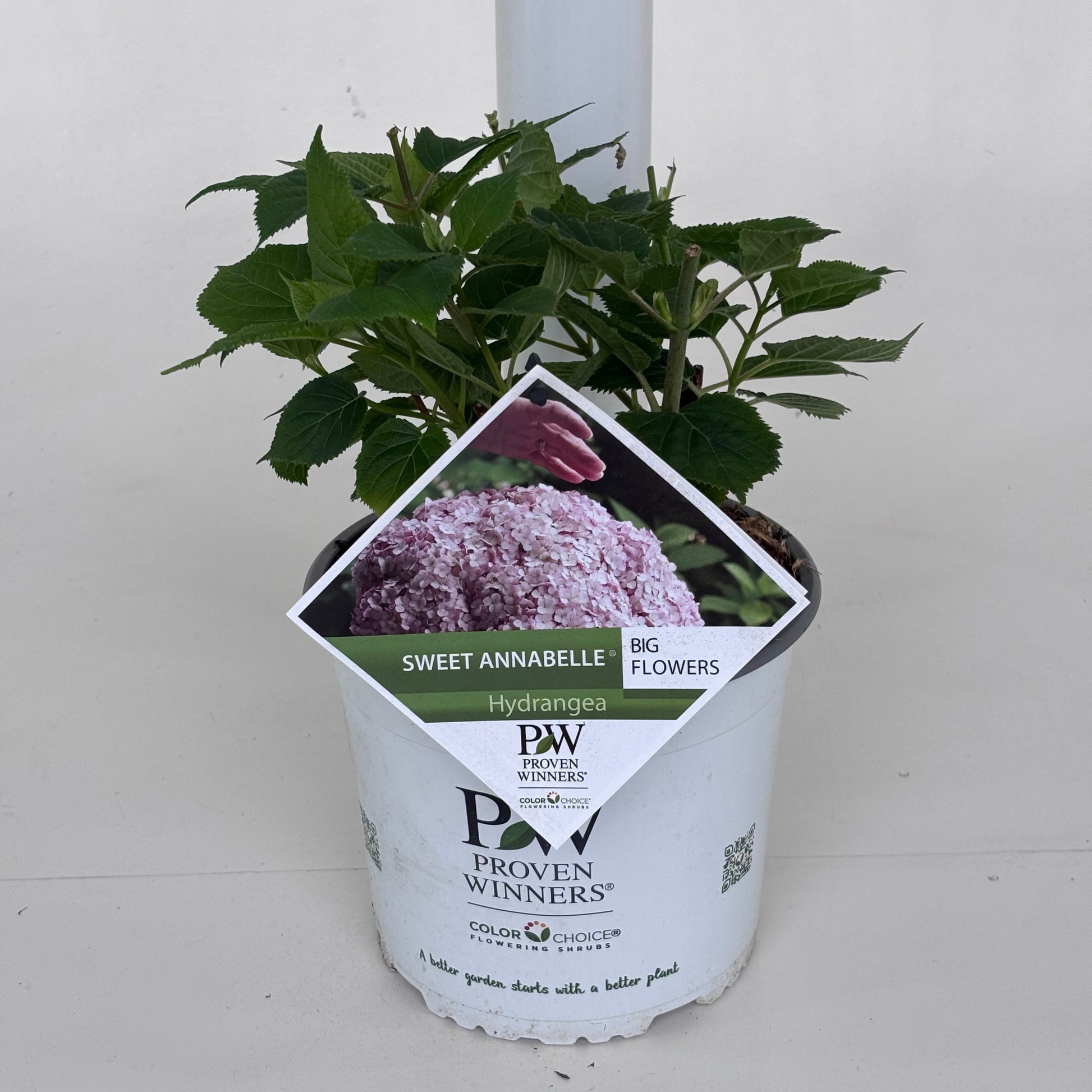 Hydrangea arb. Sweet Annabelle 20cm 19cm Pot