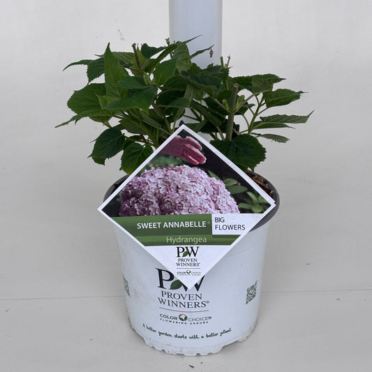 Hydrangea arb. Sweet Annabelle 20cm 19cm Pot