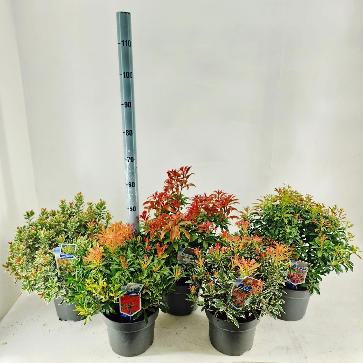 Pieris japonica mix 55cm 23cm Pot