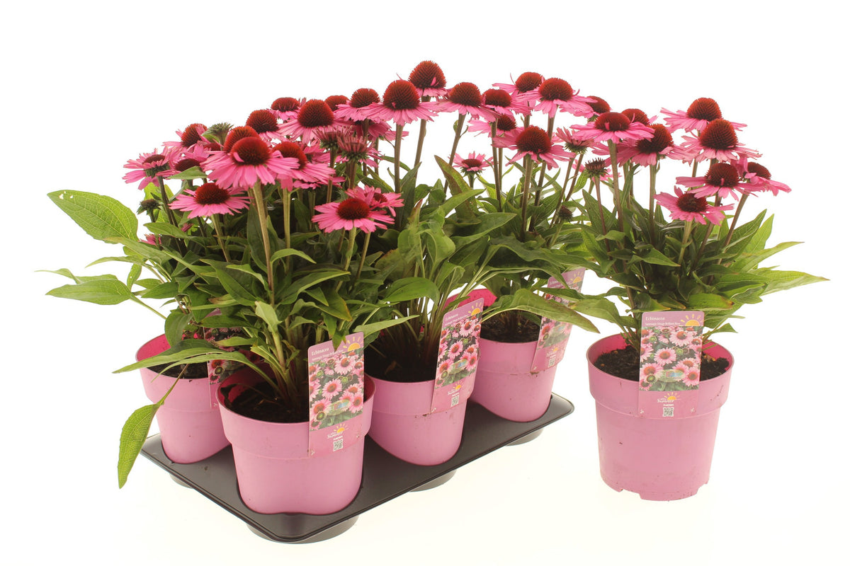 Echinacea hybrid 15cm 15cm Pot