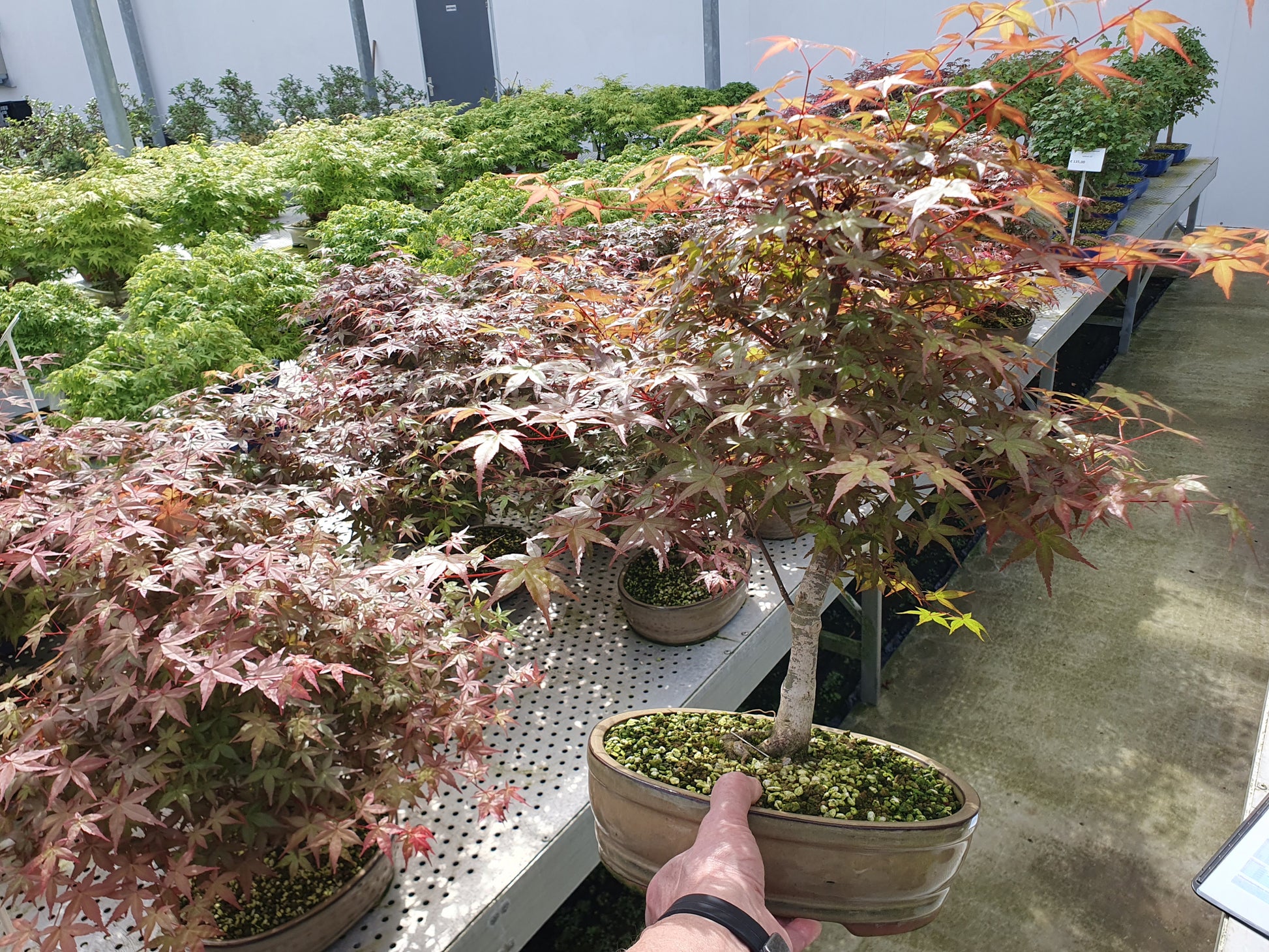 Acer Deshojo 50cm 27cm Pot