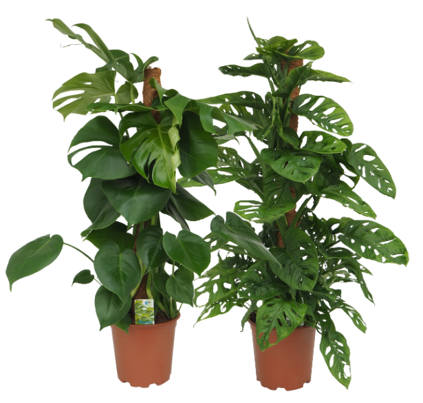 Foliage houseplants mix 90cm 19cm Pot